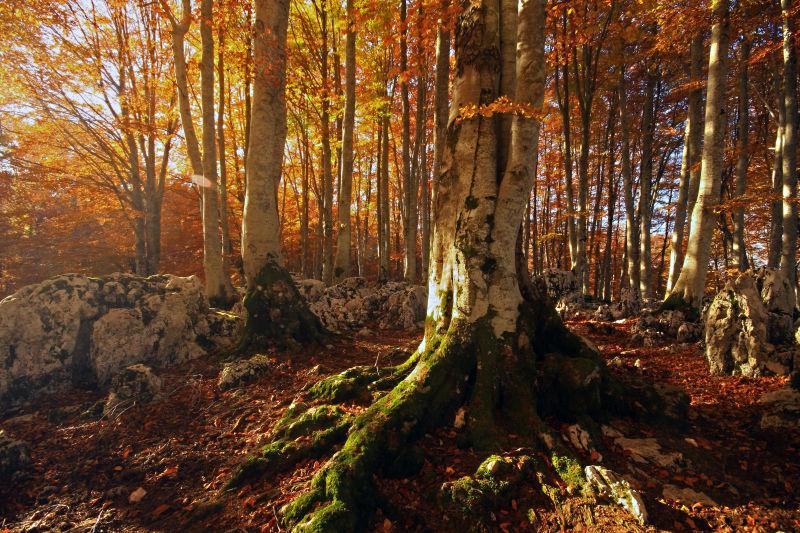 在枫树森林日落的自然风景