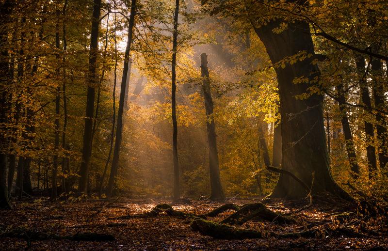 阳光下秋季森林的自然风景