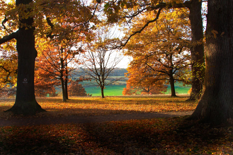 美丽的秋季森林自然景色