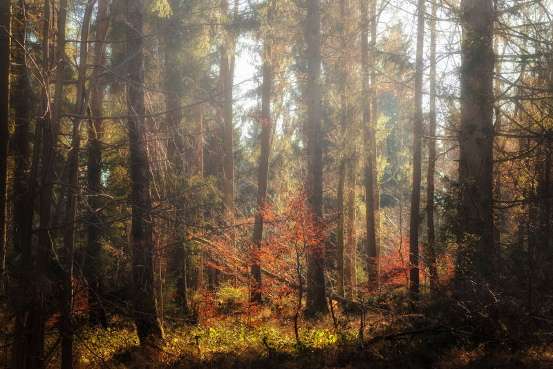 雾气飘渺的秋天森林风景