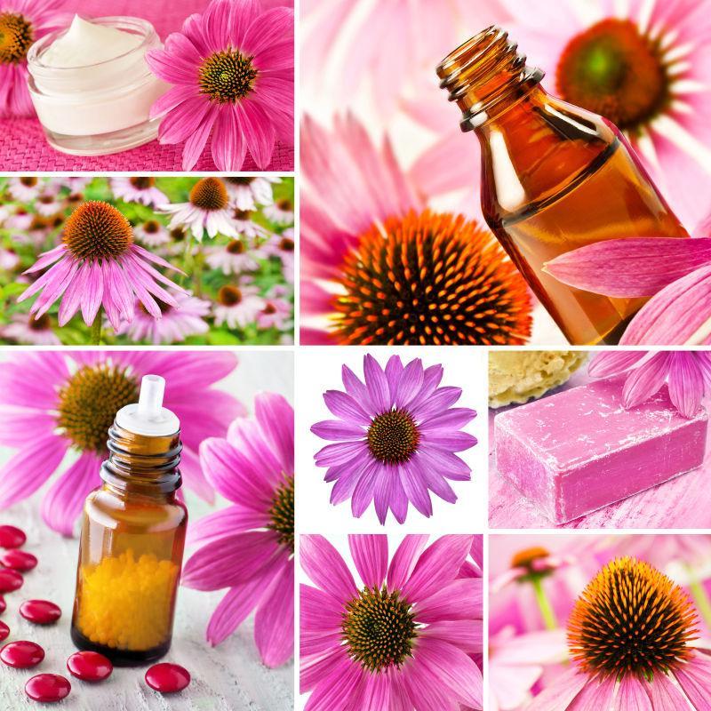 松果菊花提炼的植物精油