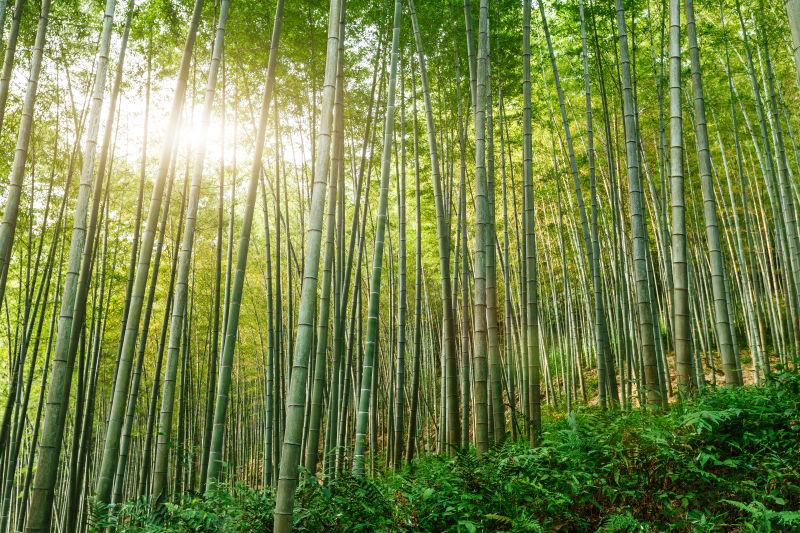 青竹林图片 夏季的青竹林素材 高清图片 摄影照片 寻图免费打包下载