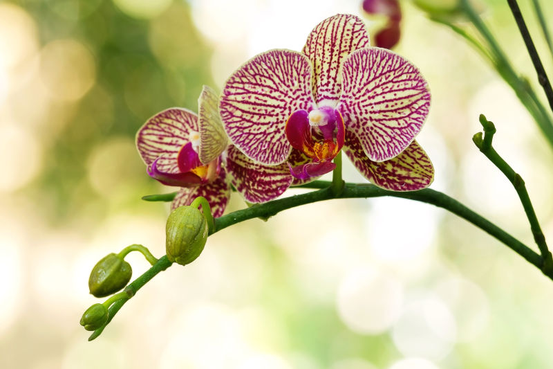 虚幻背景前的花朵