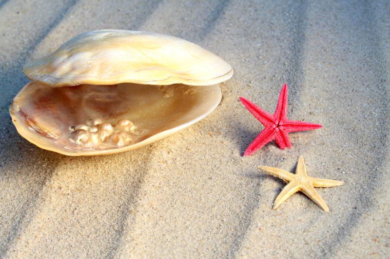 沙滩上的海贝和海星