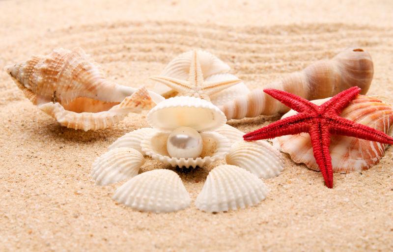 奇异的海贝壳和贝壳里的珍珠