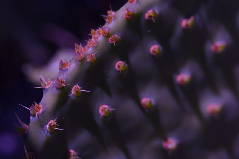 黑夜里的仙人掌