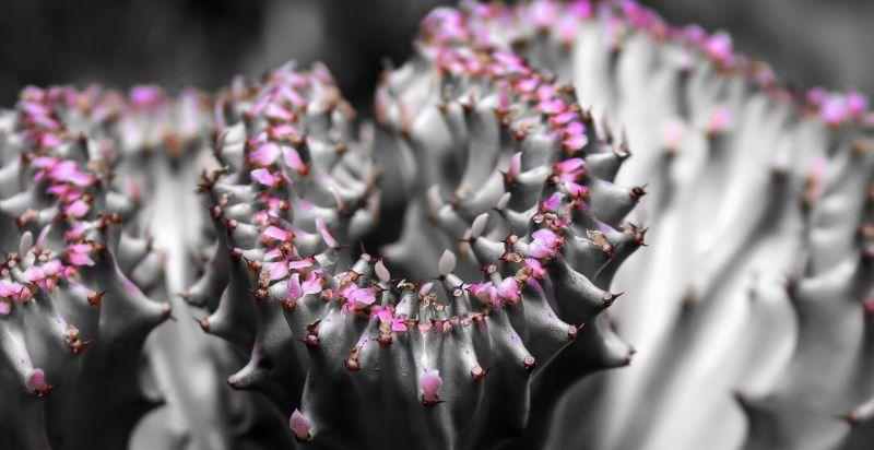 白色紫色仙人掌