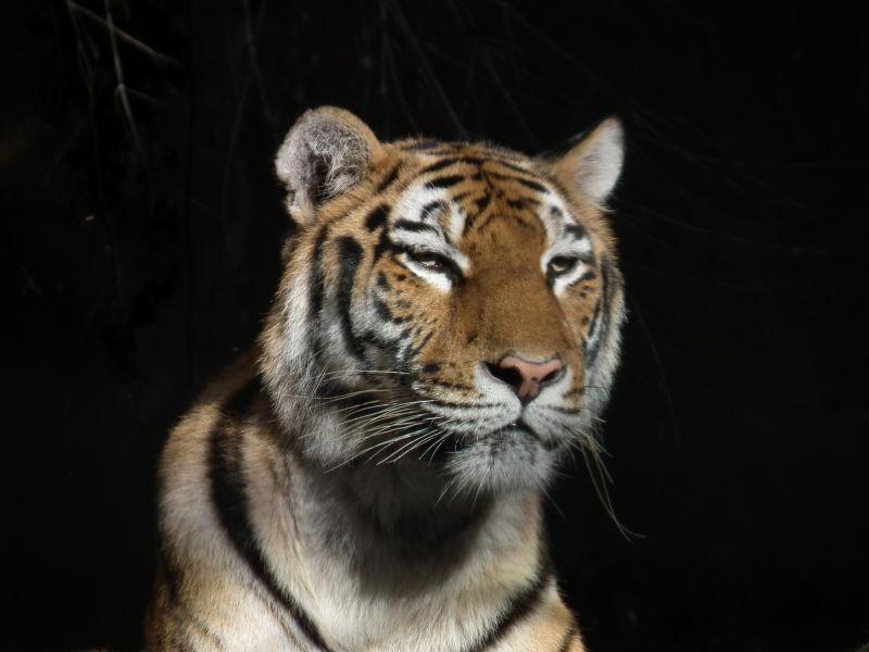 特写了老虎的脸