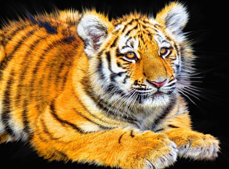 黑色背景下的幼崽虎