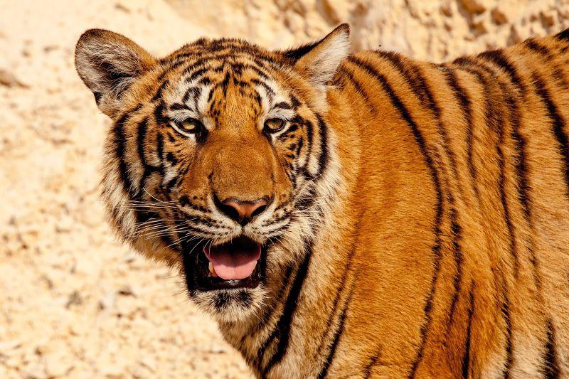 老虎在向猎物示威