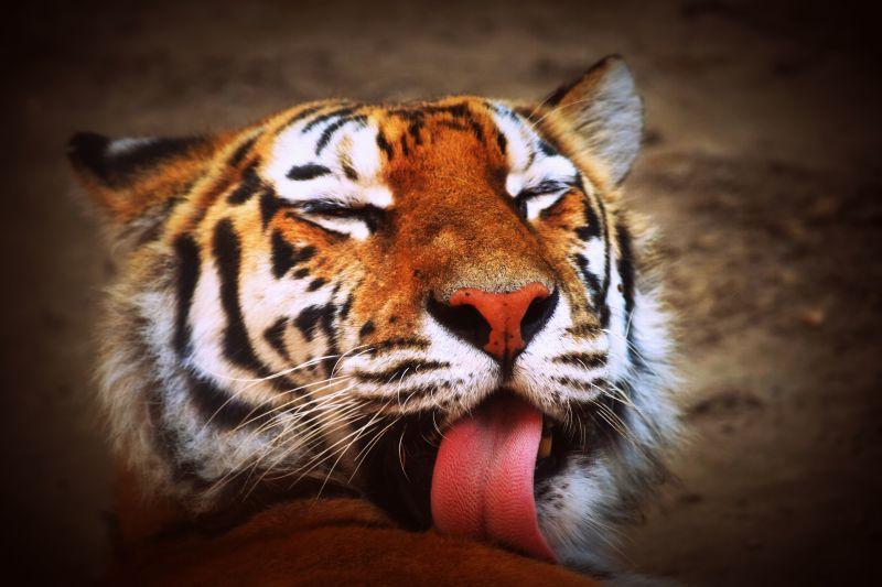 西伯利亚虎咆哮