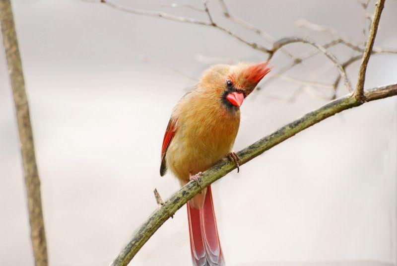 冬日栖息在树上的北方女主教