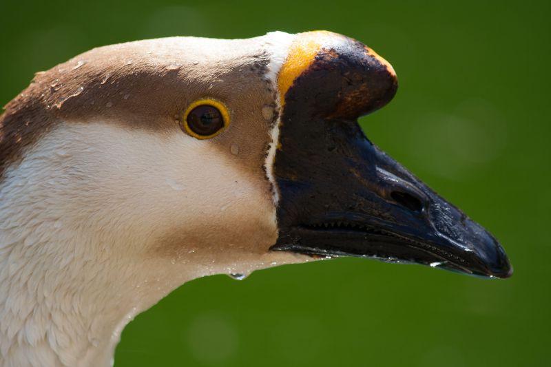 自然环境下的天鹅之眼