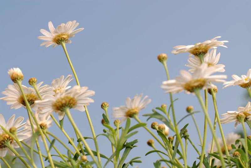 地上盛开的的美丽花朵