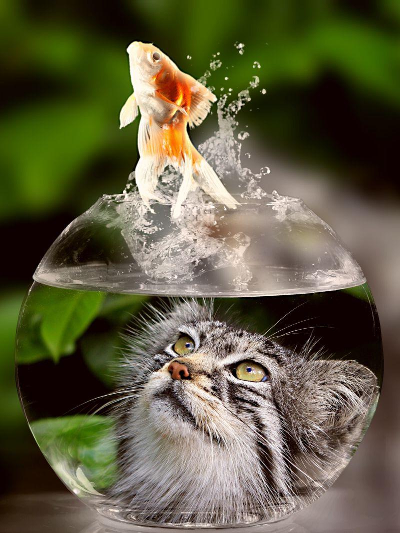 看着金鱼从鱼缸跳出来的小猫