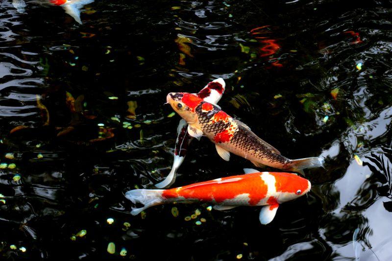 池塘里的金鱼群
