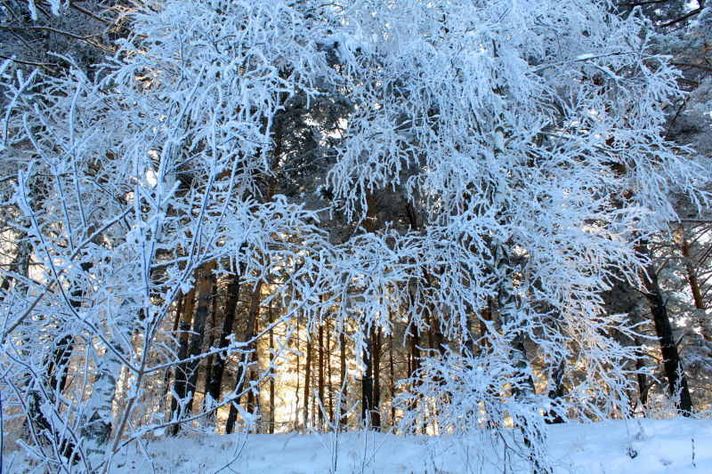 雪后的林中美景