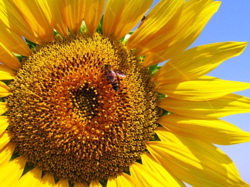 盛开的向日葵上的蜜蜂