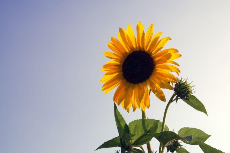 阳光下盛开的金黄向日葵