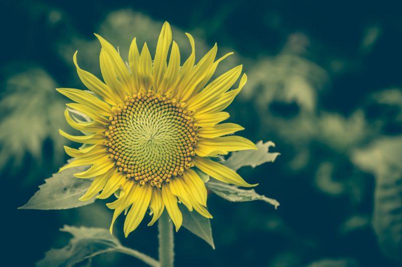 盛开的大向日葵