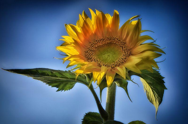 蓝天下的美丽向日葵