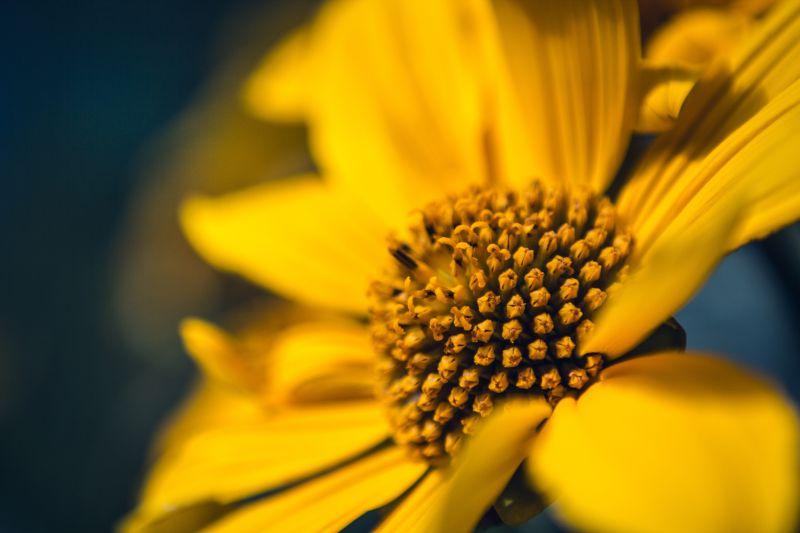 盛开的美丽向日葵