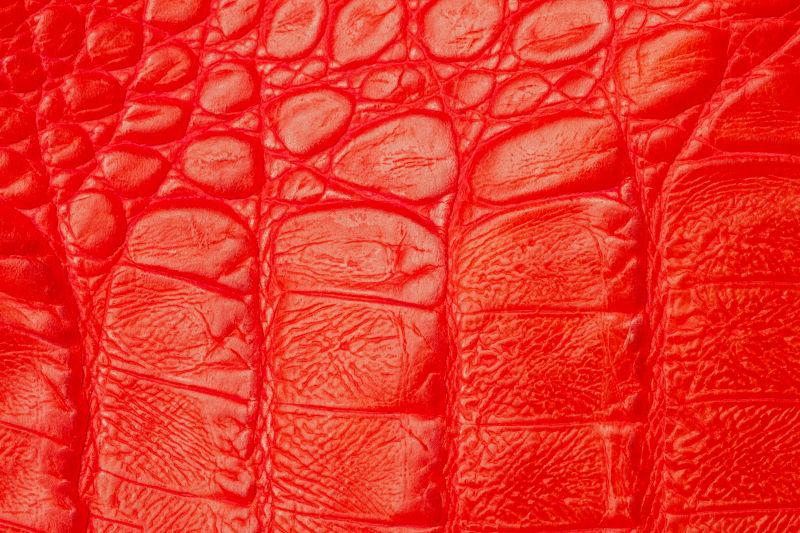 浮雕在红鳄鱼皮下的真皮特写的纹理