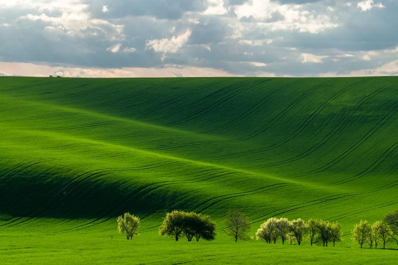 蓝天白云下的美丽的有纹理的绿色田野