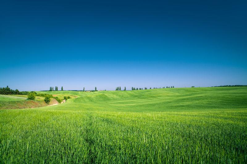 蓝天天空下绿色的稻田