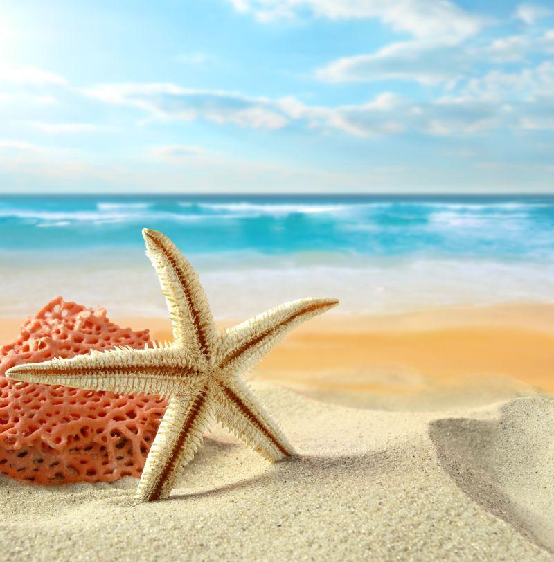 海滩上的海星图片-沙滩上的海星背景素材-高清图片-摄影照片-寻图免费打包下载