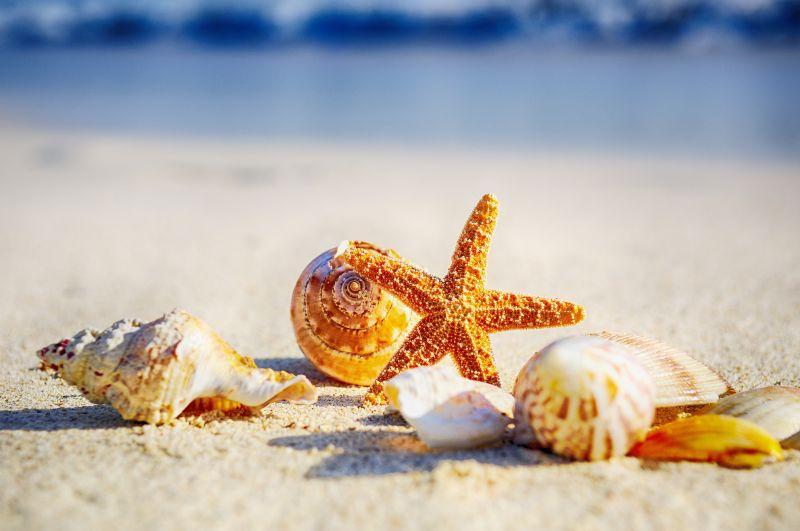 热带沙滩上漂亮贝壳