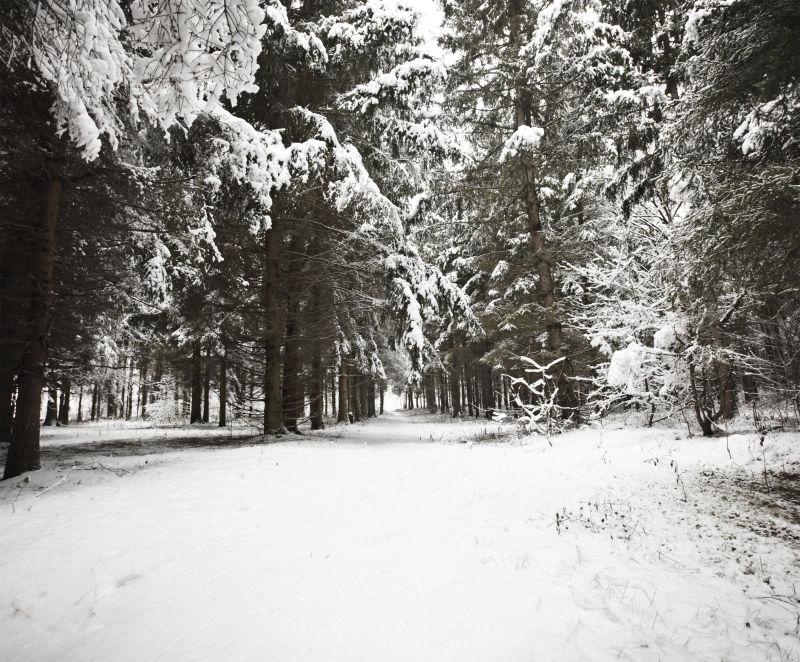 冬季茂密的松树