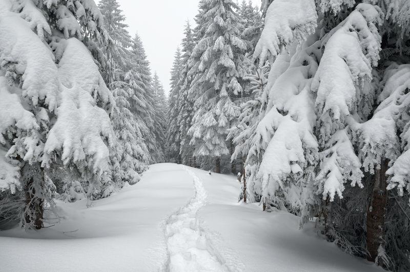 雪地上的痕迹天山森林
