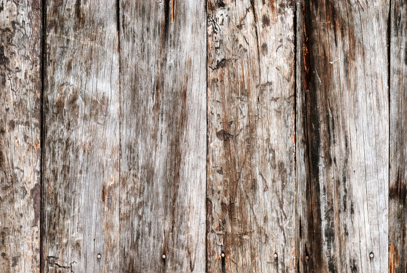 树木纹理的背景