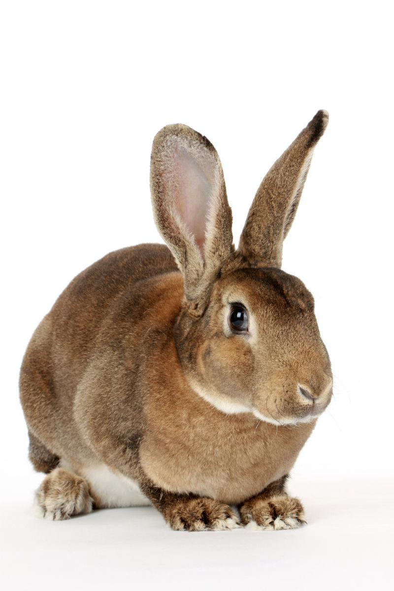 棕色兔子是什么品种图片