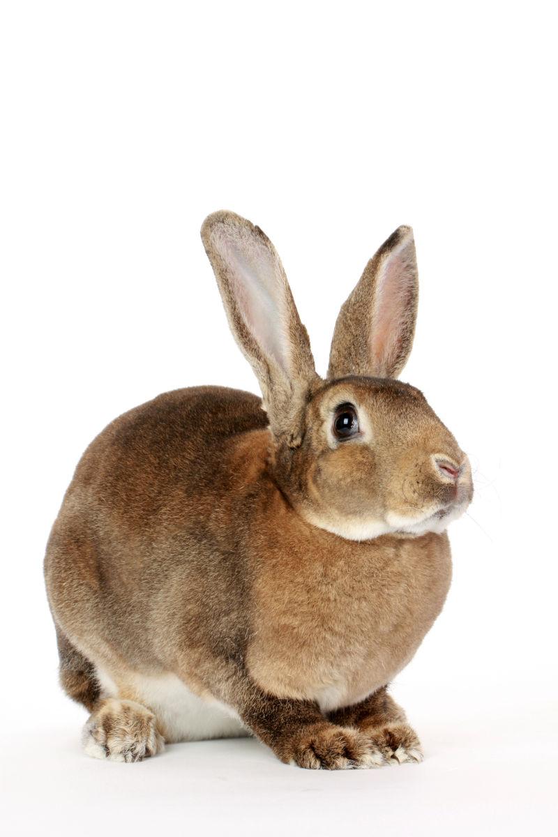 棕色的小兔子图片 白色背景下可爱的小兔子素材 高清图片 摄影照片 寻图免费打包下载