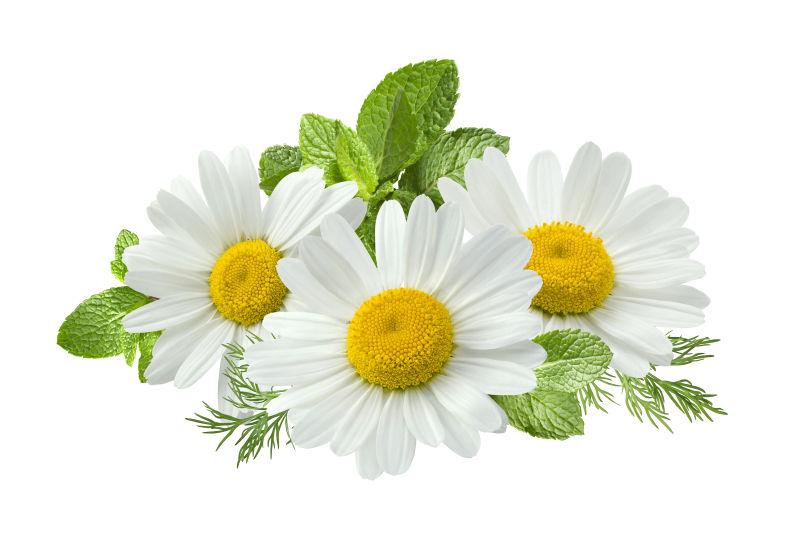 白色背景上的白色洋甘菊和薄荷叶