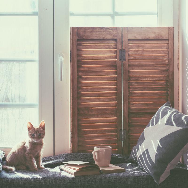 靠窗的座位的猫