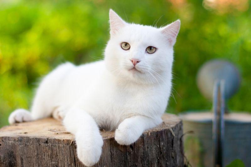 白猫图片 花园里的木桩上的白猫素材 高清图片 摄影照片 寻图免费打包下载