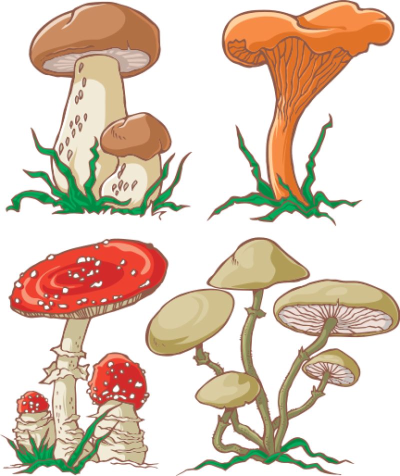 不同颜色的蘑菇矢量插图