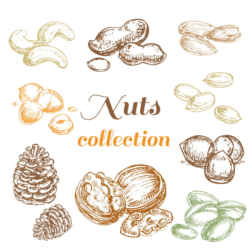 矢量手绘坚果设计