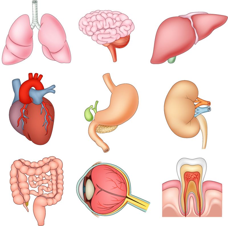 矢量的身体器官插图