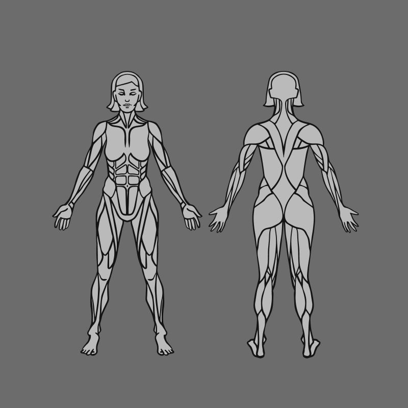 女性肌肉轮廓矢量插图
