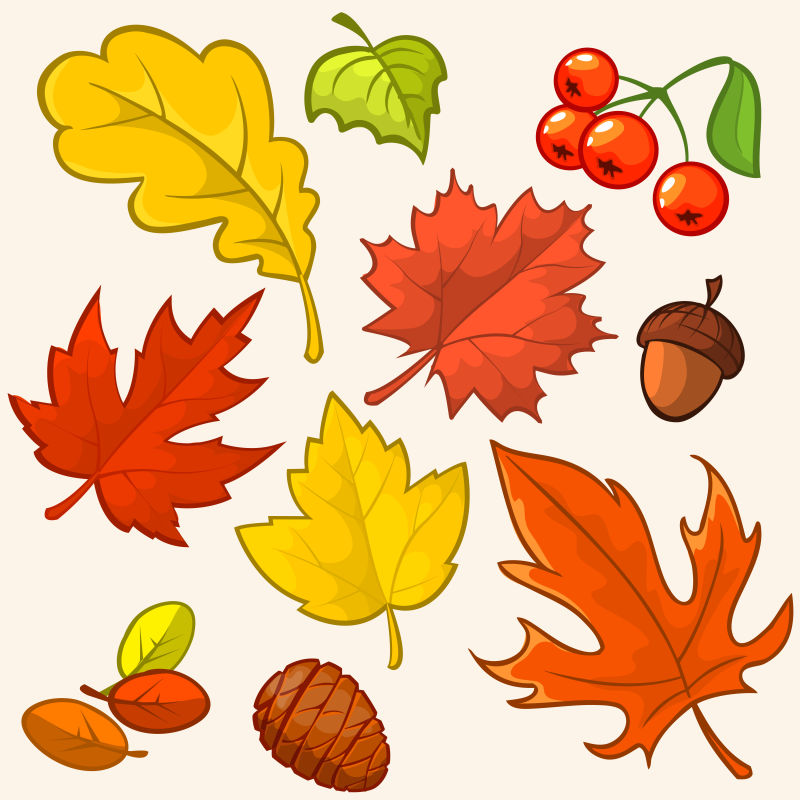 秋天的落叶和果实矢量插图