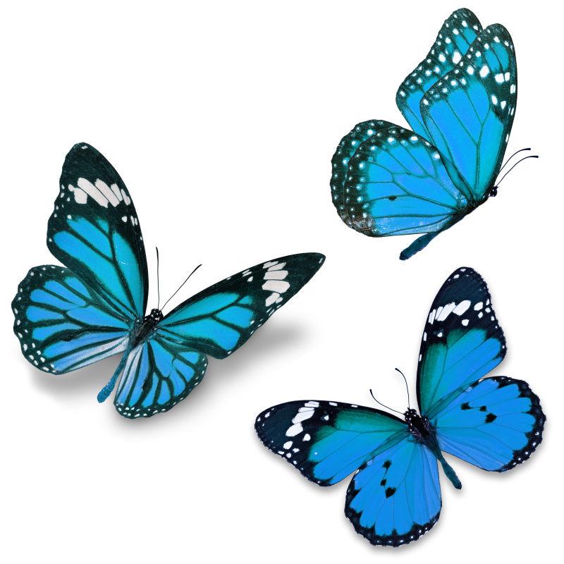三蓝蝴蝶