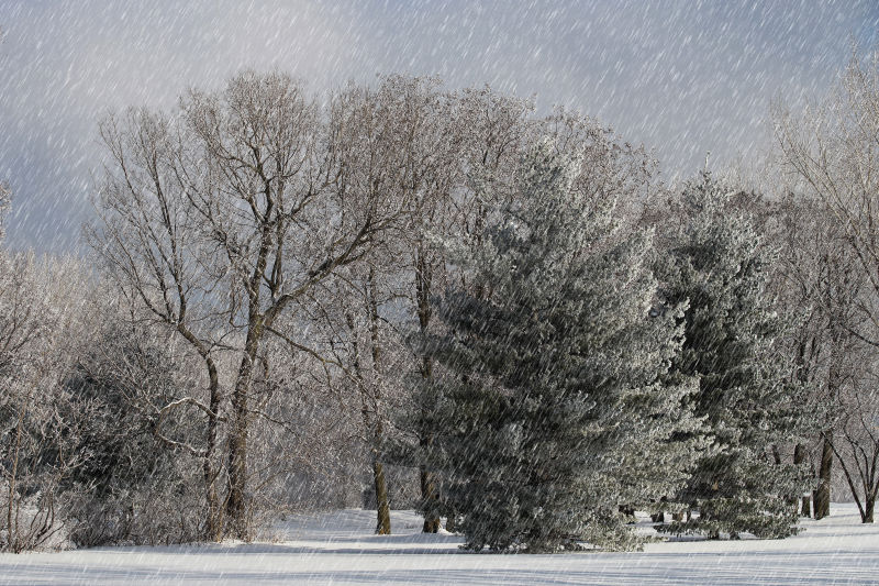 冬天里森林中下着大雪