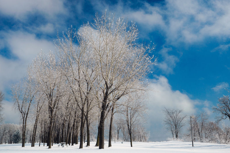 冬天里洁白的树枝