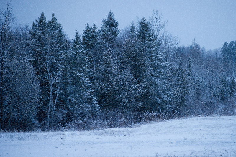 冬季的森林风景