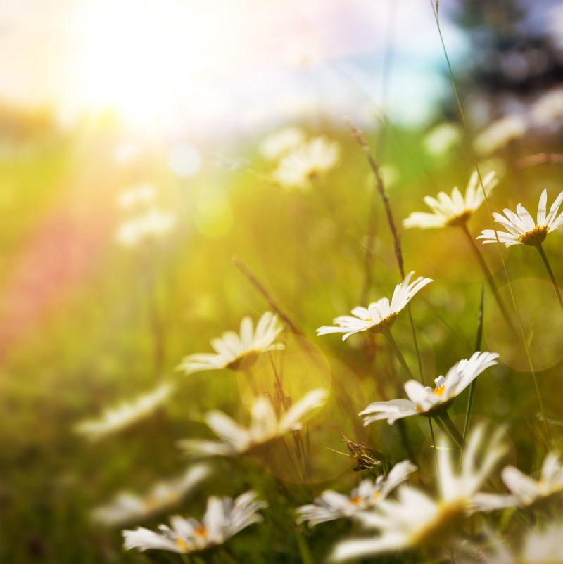 阳光下是美丽的鲜花