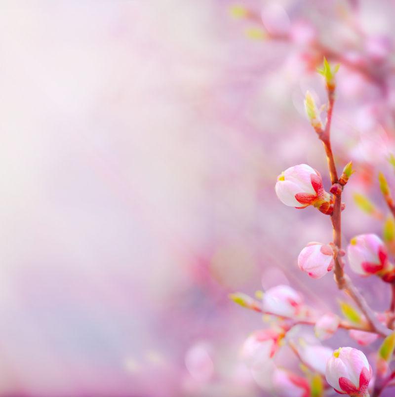 春天背景中的粉色花朵